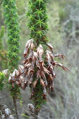 Erica coccinea subsp. coccinea fruits forming in old flowers